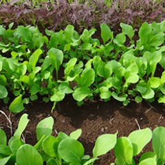 9月にすくすく育つ葉物野菜
